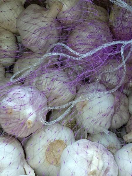China fresh garlic export to Brazil by Pioneer Garlic Group
