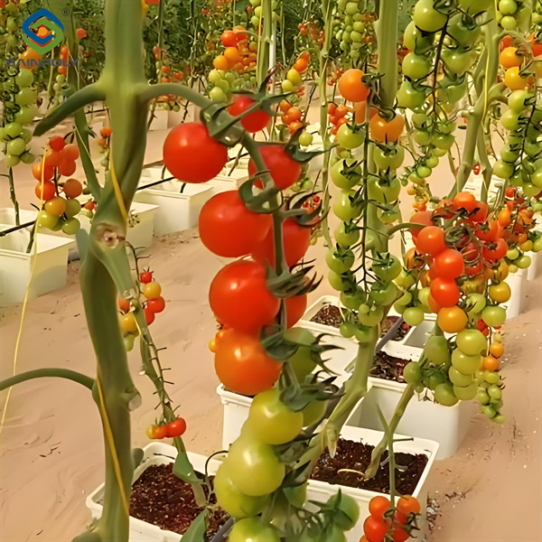 Commercial Tomato Growing Greenhouse Customized Size Rust Resistant