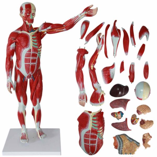30 inches 27-Part 1/2 Life Size Muscles Structure of The Body for Teaching Study Muscle Viscera Model