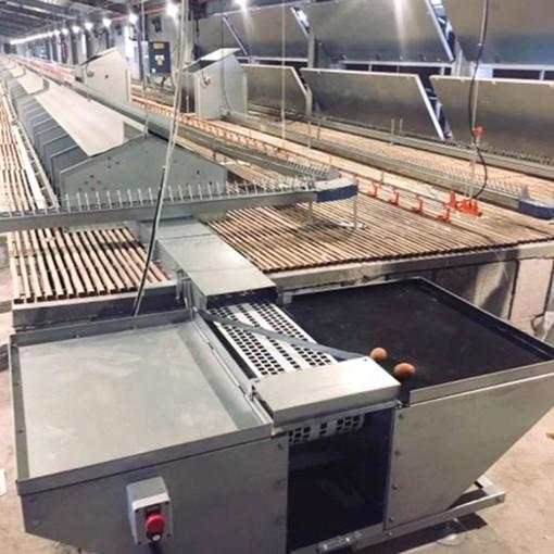 24 PVC dos furos conduzem alimentadores e abastecimento de água da galinha