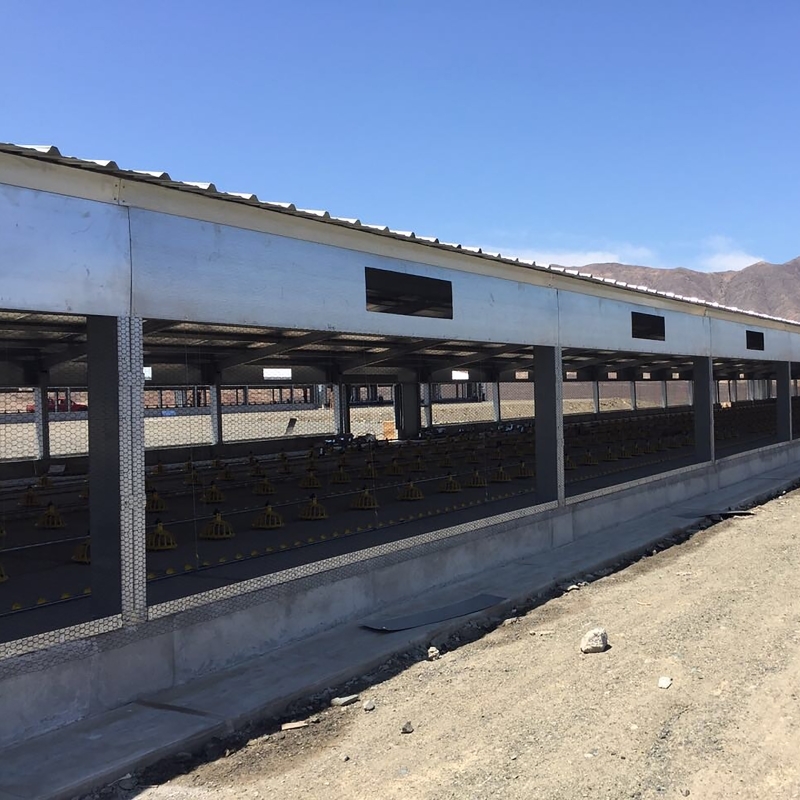 Q235B Q355B Grade Steel Structure Poultry House Pre engineered Steel Frame Shed