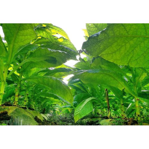 Plants Supplements Amino Acid 80 Powder Organic Fertilizer