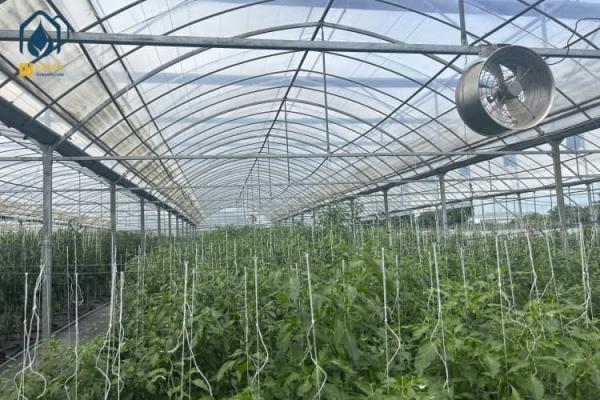 Multi Span Greenhouse Automated Hydroponic Greenhouse For Agriculture