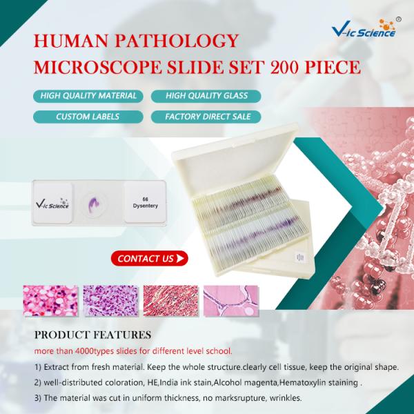 Anatomy Histology Prepared Pathology Microscope Slides 200 Pieces  Odm Service