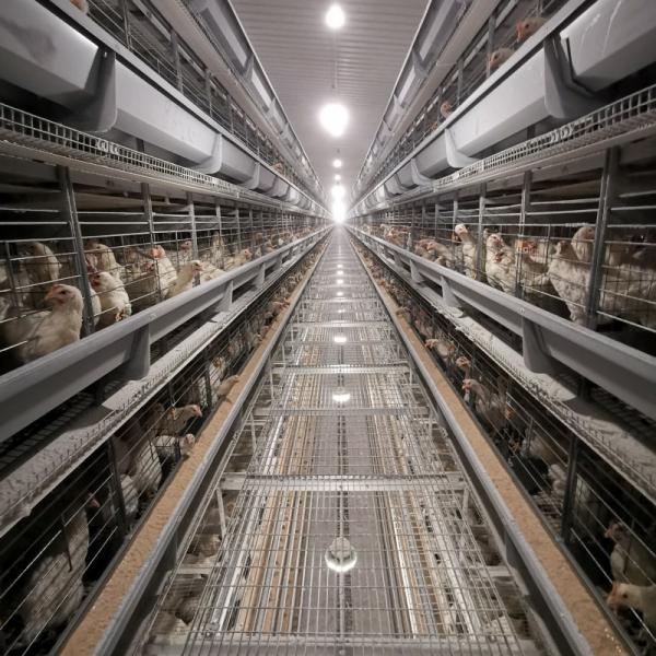 Sistema de Gaiola em Bateria Fechada para Galinhas Equipamento Automático para Aves na Tanzânia