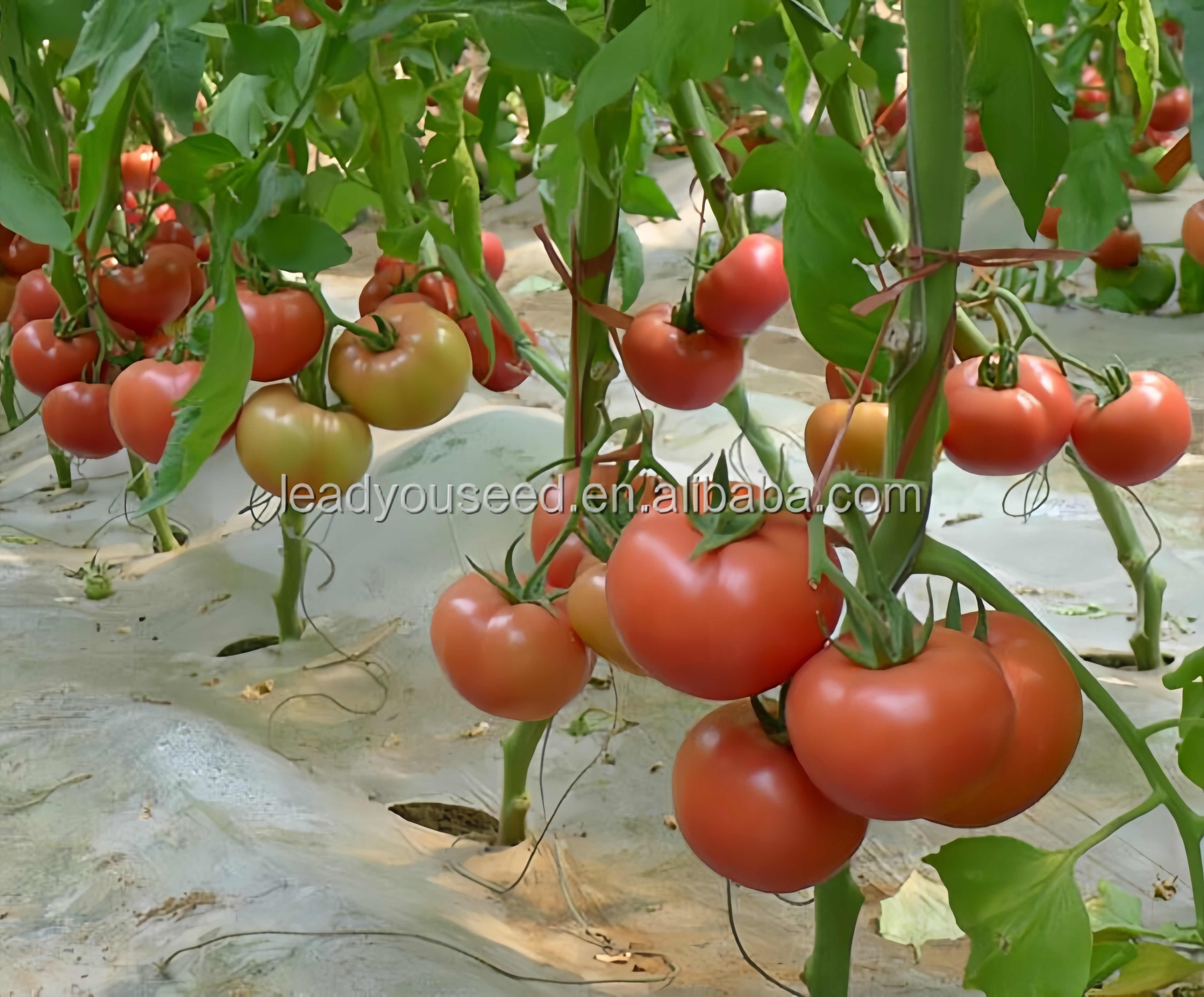 Wanshi Big Size Bulk Hybrid Determinate Tomato Seeds Excellent Hardness T22