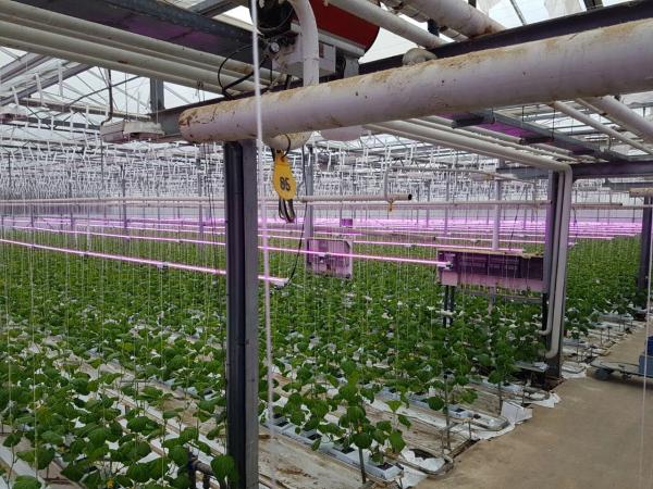 2.9μmol/J 60Hz Anodizing Vertical Grow Lights For Herbs And Vegetables