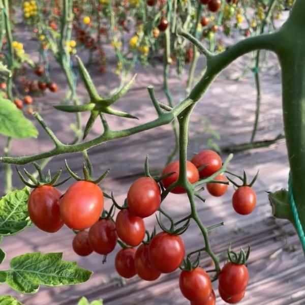 Стальная конструкция Китайское происхождение Гидропоническая стеклянная теплица для строительных материалов