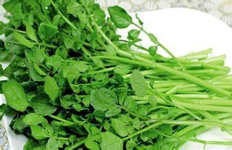 Nasturtium P.E./ Watercress Extract, stop coughing, diuresis, beneficial to brain, treat dysphoria, 10:1, herbs extract