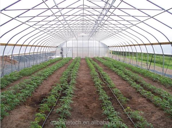 Customized Single Span Greenhouse For Cucumber Cultivation 10-100m Length