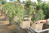 Système RDWC hydroponique pour les tomates de vigne