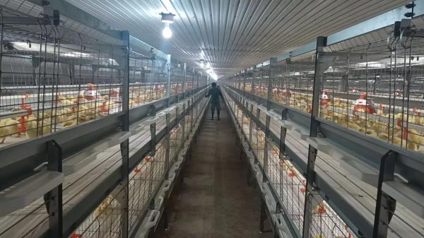 Granja avícola para pollos de engorde, ponedoras y reproductoras – Estructura de acero prefabricada con paneles aislantes y sistema de ventilación