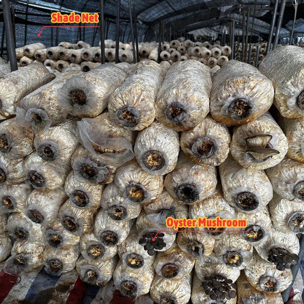Plastic Film and Shade Net Mushroom Farm Greenhouses Hot Galvanized Steel Structure