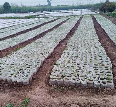Seed Nursery Agriculture Non Woven Fabric Breathable 100% PP Nonwoven Fabrics