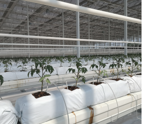 Agricultural Multispan Venlo Greenhouse Complete Hydroponic Nft Greenhouse