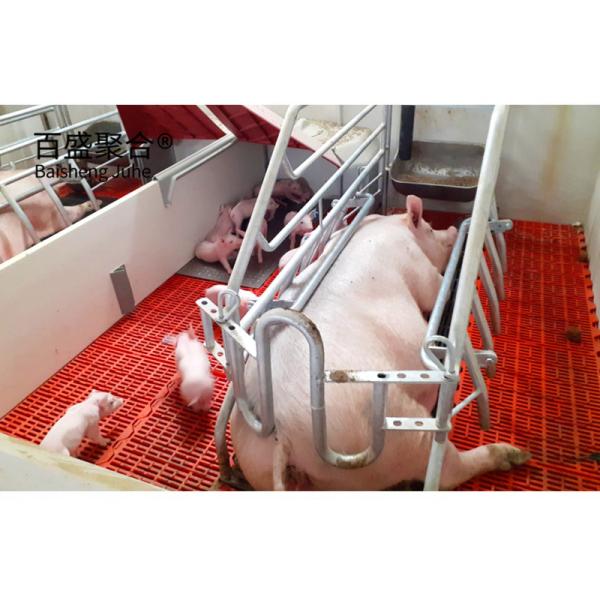 Galvanized Pig Raising Equipment Prefab Steel Frame Sheds for Pig Farm Grade Steel