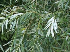 White willow Bark Extract, Salicoside 25% 98%, CAS NO.:138-52-3,pain relieving , 100% natural herbal ingredients