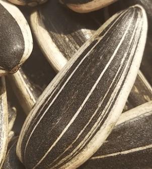 Sunflower Seeds 5009 The Perfect Match for Your Customer Requirements