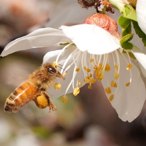 Pure Natural Beepollen a must-have for any environmentally conscious individual