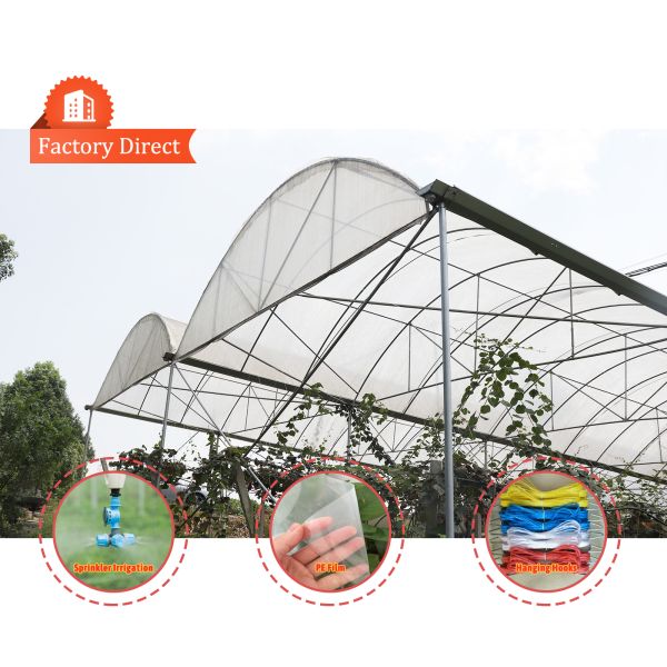 Multi-Span Rain Shelter Greenhouse with PE Film Covering and Hot Galvanized Steel Frame in Customizable Sizes