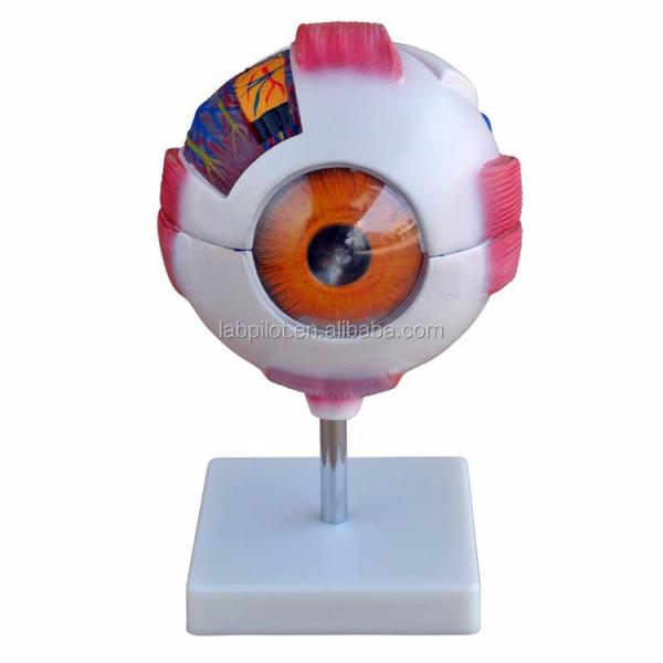 8 Parts Detachable Giant Eye Anatomical Model Perfect for Medical Study and Education