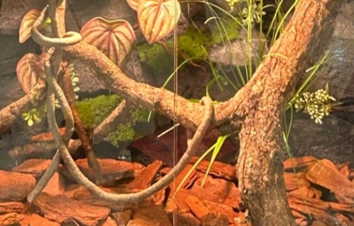 Lizard Tank Background Modular Configurations​​ Habitat Solutions Model SL-M27A