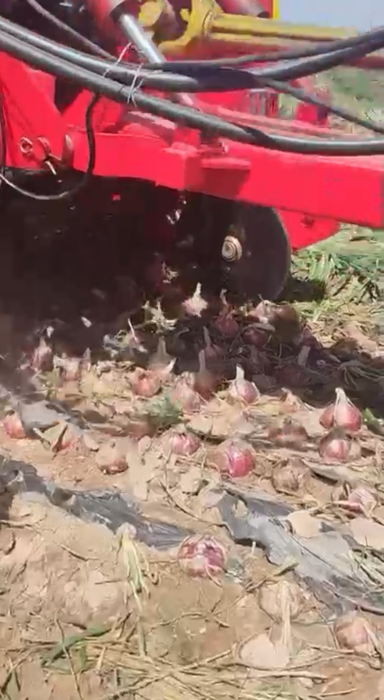 onion harvesting machine harvester