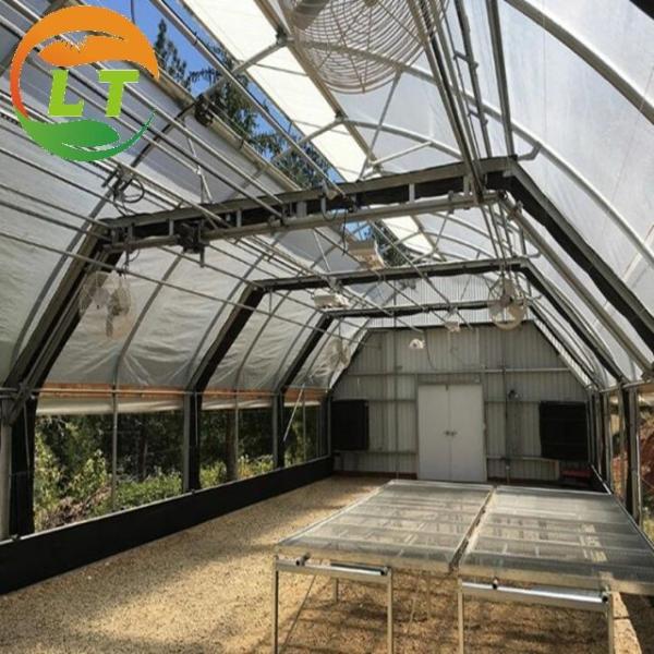 Vegetables Growing in Small Mushroom Tunnel Greenhouse for Small-Scale Cultivation