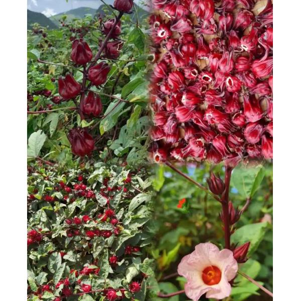 Beauté et Soins de la Peau Thé à la Fleur d'Hibiscus Hibiscus Sabdariffa L Thé