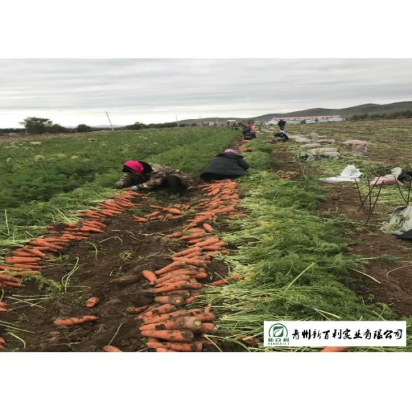 All Natural Fresh Organic Carrots , Fast Growing Carrots No Ripener