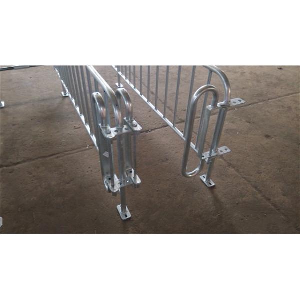 Galvanized Steel Pipe Pig Gestation Crates In Pig Farm House 2.2m*1.0m*0.6m