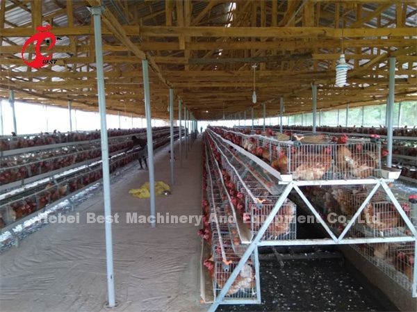 2022 Hot Sale Battery Poultry Layer Cage , coated A Frame Layer Cages 25 years Emily