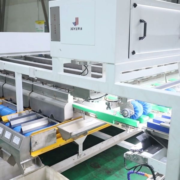 Flexible Walnut Kernel Grading Equipment Supports Multiple Nut Types With Adjustable Versatile Processing Settings upto 12 outlets