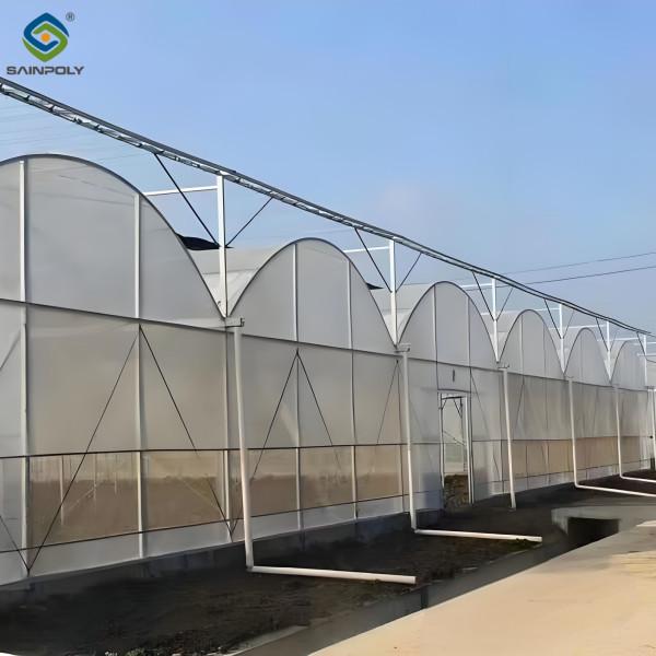 Polycarbonate couvrant la serre à longue portée pour la culture de tomates Serre CE