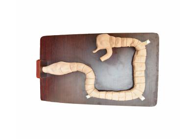 Sigmoscope Examination Clinical Simulation Intestinal Cavity Education Simulator