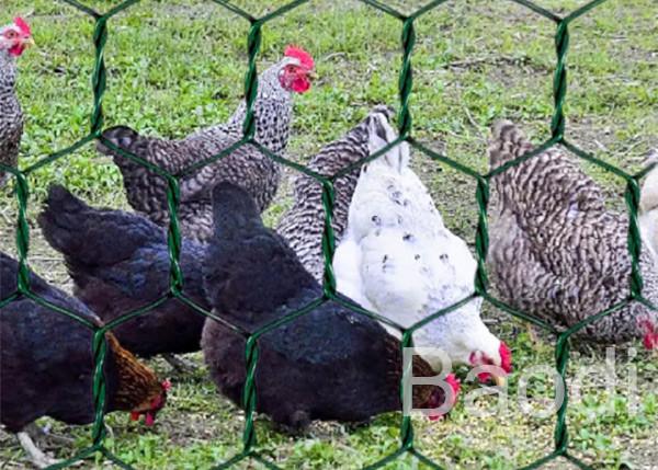 Green Vinyl Coated Chicken Wire Mesh Roll With Hexagonal Pattern 1 / 2 - 3