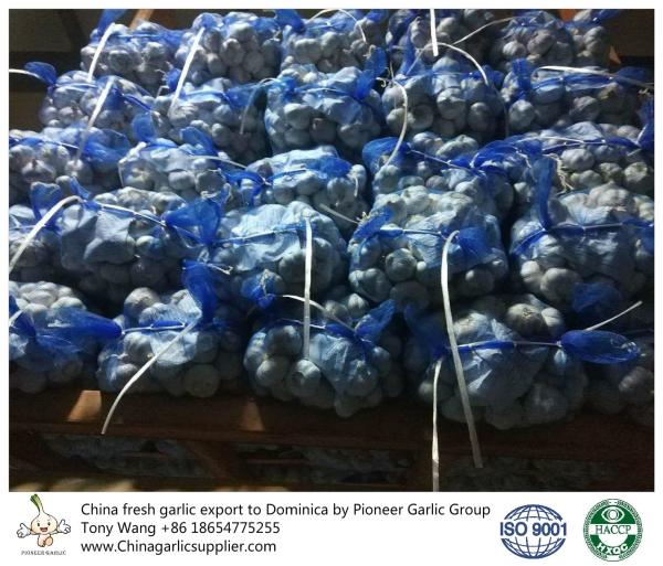 Garlic to Dominica with mesh bag package.