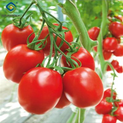 Anti Corrosion Agricultural Greenhouses For Vegetable Production Tomato Greenhouse