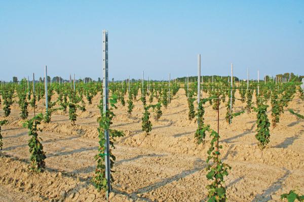 Hot Dipped Galvanised Steel Vineyard Posts For Vineyard / Farming