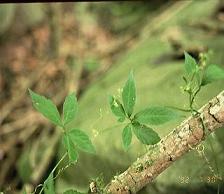 Gynostemma Pentaphylium P.E. Fine Powder Reduce blood fat, Anti tumor, 100% natural， Shaanxi Yongyuan Bio-Tech
