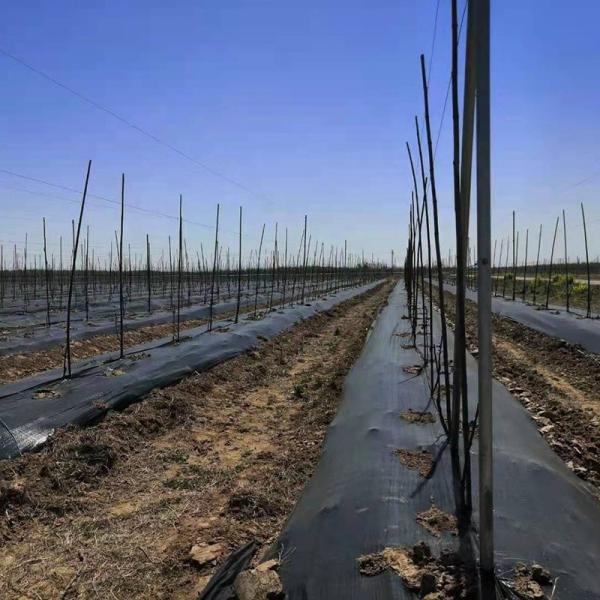 Garden Weedmat Agriculture Ground Cover Landscape Fabric Telo Pacciamatura Plastic Mulch Film Agricultural