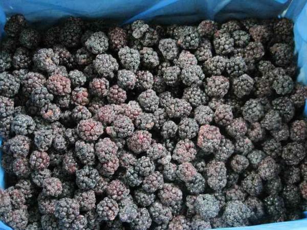 High Brix Berries Fruits IQF Frozen Blackberry for Juice Jam Topping