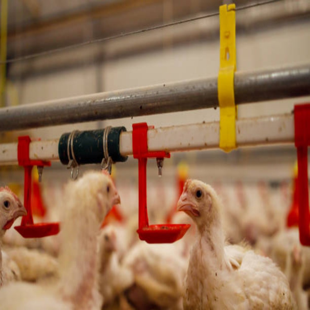Automated Organic Waste Composting Poultry House Equipment with Aerobic Fermentation and Corrosion-resistant Design