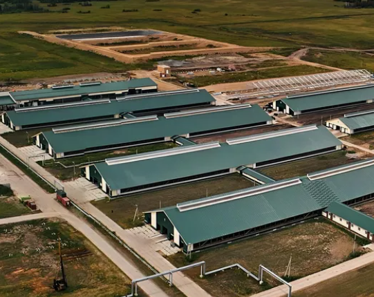 Fully Automated Steel Structure Poultry House with Energy-Saving Ventilation and Large-Scale Design