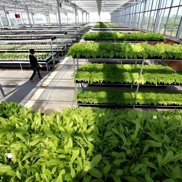 Customizable Venlo Multi - Span Glass Greenhouse for Orchid Cultivation