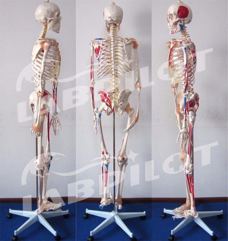Medical Science Educational Model 180cm Tall Colored Skeleton with Muscles and Ligaments