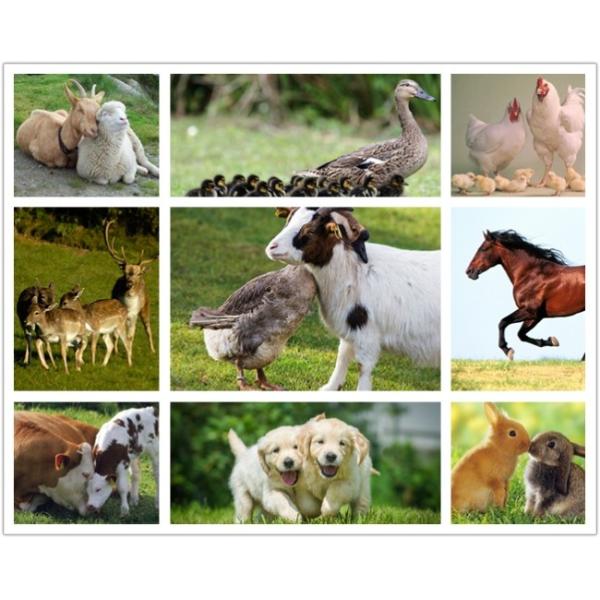 High Protein Content Rice Protein Powder Feed Grade With Yellowish Colour