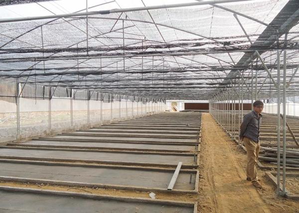 Commercial Vegetable Greenhouse Kits With Rain Gutter And Large Zinc Coating 275gsm
