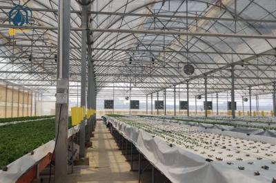 Outdoor Commercial Farming Agriculture Metal Frame Multi Span Large Plastic Greenhouse