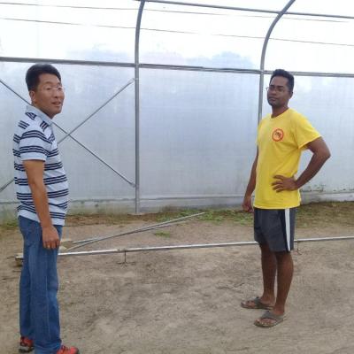 Agriculture Single Span Greenhouse Easy Installation Galvanized Steel Greenhouse